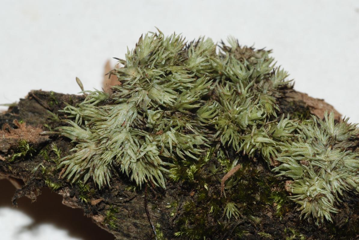 Leucobryum albidum: ASTC Moss Specimen B147